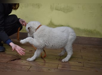 Hectorin - So kleine Herzen...