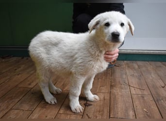 Hectorin - So kleine Herzen...