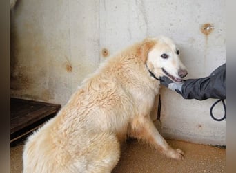 Frieder - Gibt es ein Leben jenseits von Schmerz und Einsamkeit?