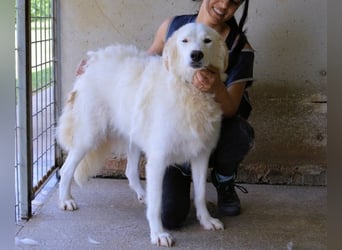 Kandie - Allein im Grau