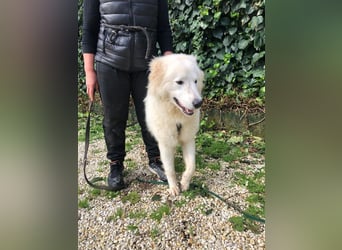 Crumble - mindestens Dreimeilenstiefel hat er angezogen