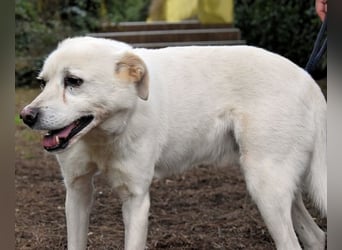 Talete - das Stehaufmännchen