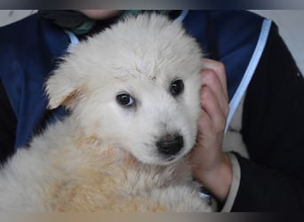 Calira - SOS - Weiß jemand, was aufpassen eigentlich heißt?