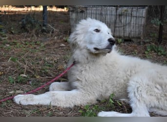 Leofric - Kleiner Löwe hat Großes vor