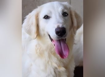 Harriette - weiß, es wird einmal ein Wunder gescheh'n