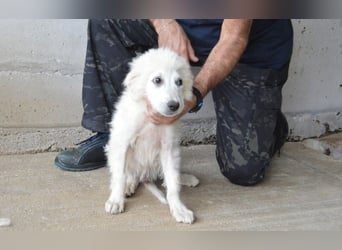 Garth - Kannst du machen, dass es nicht so lange dauert?