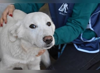 Rionel - Für diese traurige Geschicht...