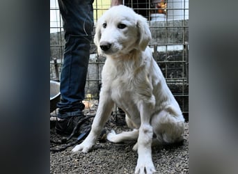 Rafael - Weiß, klug und wunderschön