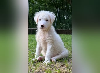 Bullo - Jede Menge tolle Dinge....