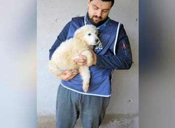 Clyro - SOS - Weiß jemand, was aufpassen eigentlich heißt ?