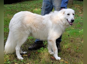 Ariotte - Weiße Schönheit liebt Menschen und sucht Dich!