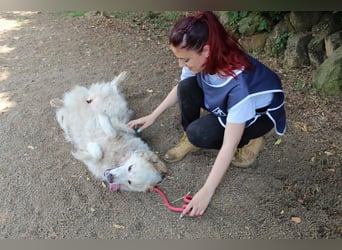 Papak - Nutze den Tag!