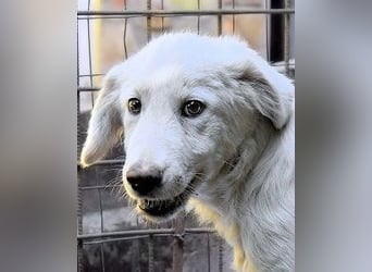 Radulf - Weiß, klug und wunderschön