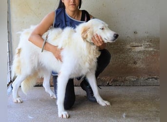 Kandie - Allein im Grau