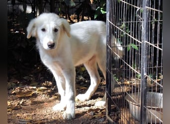 Cedro - Verständnis, Liebe & Geduld!