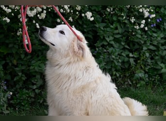 Garth - Kannst du machen, dass es nicht so lange dauert?