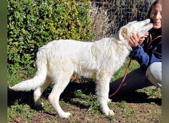 Heathon - sucht die Liebe seines Lebens