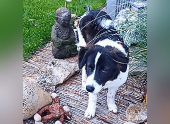 Uriel -  Zeigst du mir den Weg?