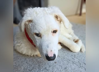 Bullo - Jede Menge tolle Dinge....