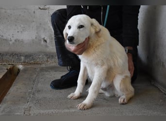 Ryther - Für diese traurige Geschicht...