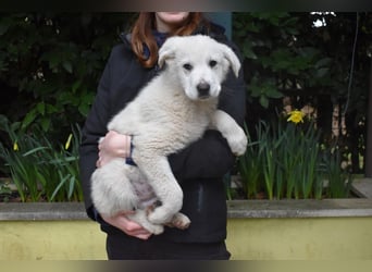 Hectorin - So kleine Herzen...