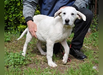 Hectorin - So kleine Herzen...