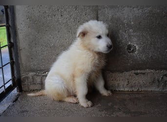 Cairox - SOS - Weiß jemand, was aufpassen eigentlich heißt?