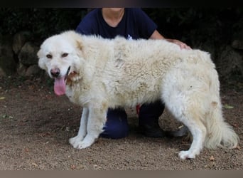 Fyona - Hell wie das Licht