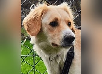 Neve - vorsichtig, anhänglich und bereit zu vertrauen