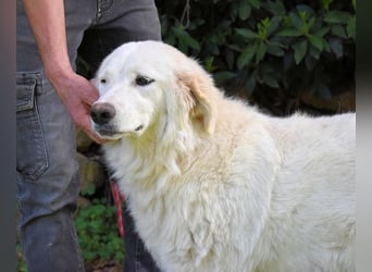 Kandie - Allein im Grau