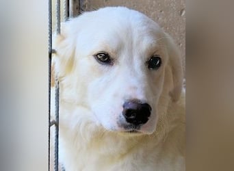 Habriel - weiß, es wird einmal ein Wunder gescheh'n