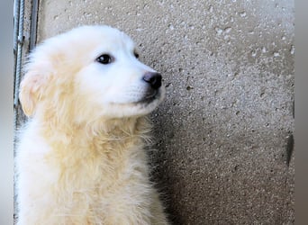 Cairox - SOS - Weiß jemand, was aufpassen eigentlich heißt?
