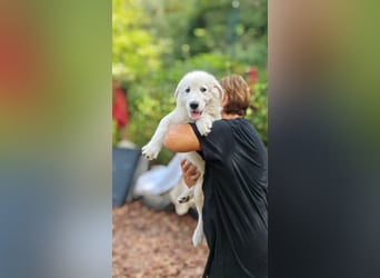 Fiete - der vergessene Hundejunge