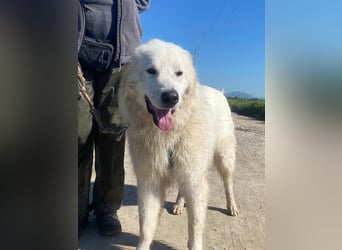 Caramel - ein sanfter Junge auf der Suche nach Vertrauen