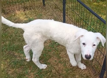 Boss - So viel Abenteuerliches...