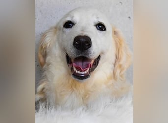 Harriette - weiß, es wird einmal ein Wunder gescheh'n