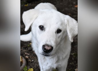 Harlan - Aus Welpenpfoten wurden große Schritte