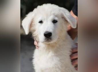 Fiete - der vergessene Hundejunge