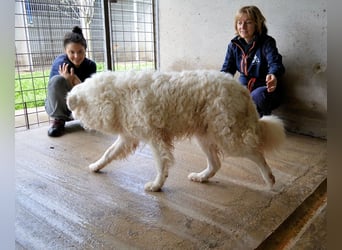 Volturno - Alles was es braucht, ist eine Chance