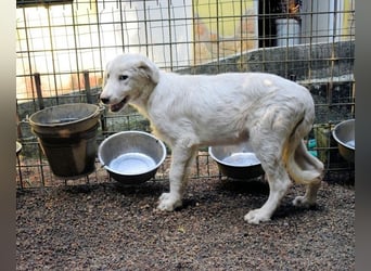 Radulf - Weiß, klug und wunderschön