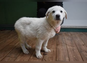 Hectorin - So kleine Herzen...