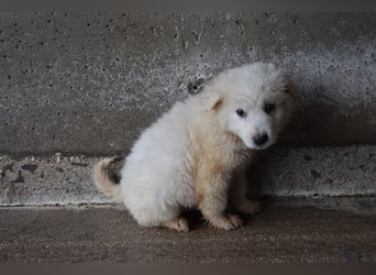 Calira - SOS - Weiß jemand, was aufpassen eigentlich heißt?