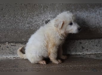 Calira - Weiß jemand, was aufpassen eigentlich heißt?