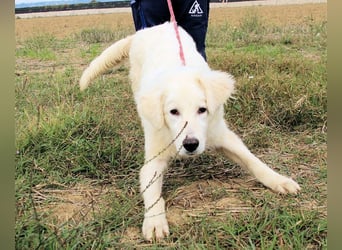 Garth - Kannst du machen, dass es nicht so lange dauert?