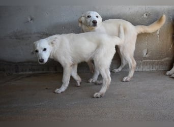 Roderico - Für diese traurige Geschicht...