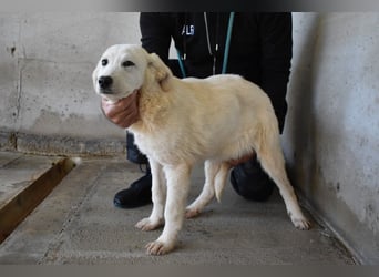 Ryther - Für diese traurige Geschicht...