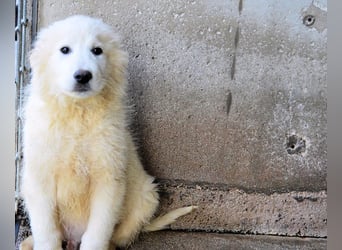 Cairox - SOS - Weiß jemand, was aufpassen eigentlich heißt?