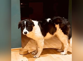 Uriel -  Zeigst du mir den Weg?