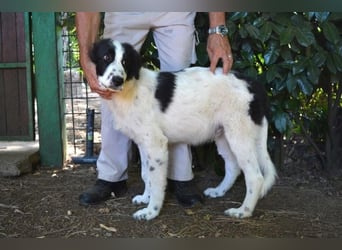 Lambertino - Pünktchen möchte nach Hause