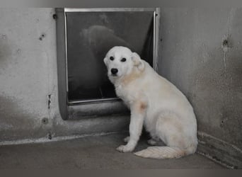 Ryther - Für diese traurige Geschicht...